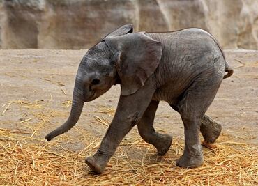 ¿Perros y gatos se divierten más? Revelan que animales silvestres también disfrutan del juego