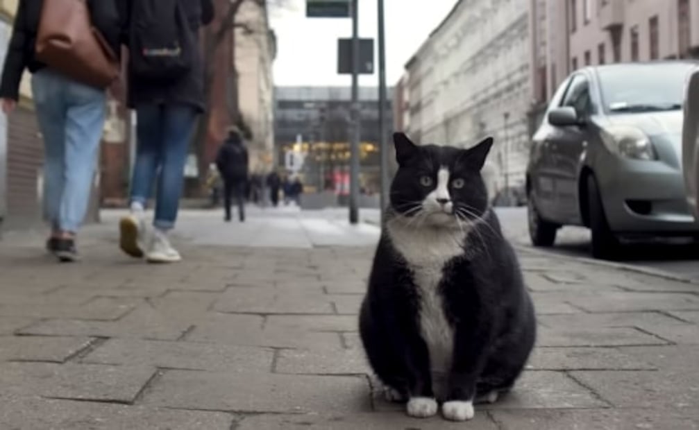 Gacek, el gato callejero con sobrepeso que es el atractivo principal de turistas en Polonia