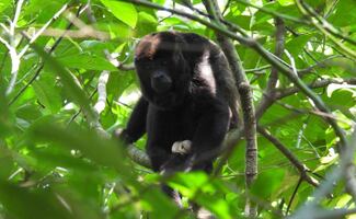 Reintroducen 30 monos aulladores en Reserva de Tuxtlas, Veracruz; buscan repoblar ante daños a ecosistema