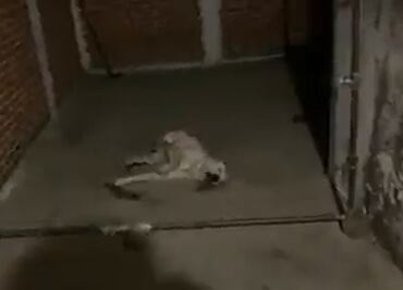 Video. Captan a perrito convulsionándose por explosión de cohetes en Tlalpan