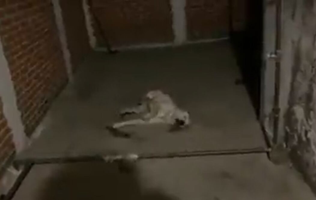 FOTO: captura tomada de Twitter @TlalpanVecinos /EL UNIVERSAL/