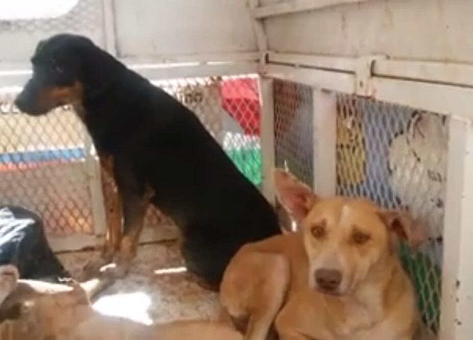 Dos de los perros aun se encontraban con vida (Foto: Tomada de video)