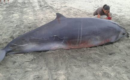 Hallan ballena muerta en Puerto Escondido