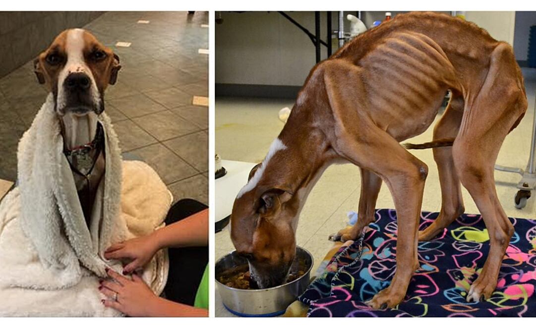 Foto: Facebook Angels Among Us