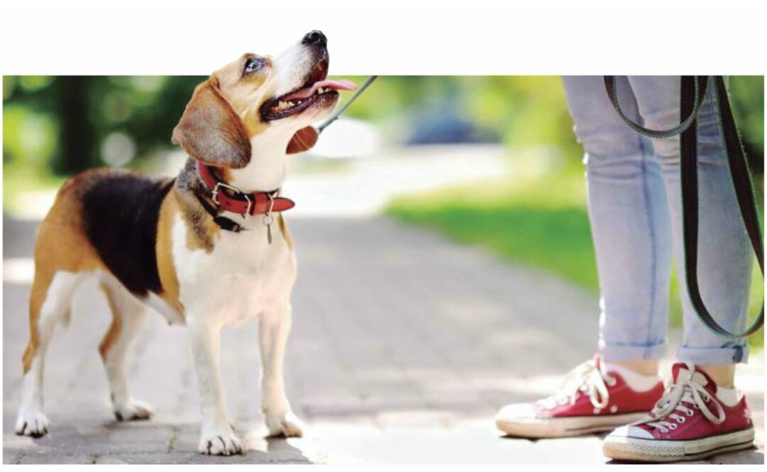 Profesionales van a tu casa para llevar a pasear a tu perro. Solicítalos con una app