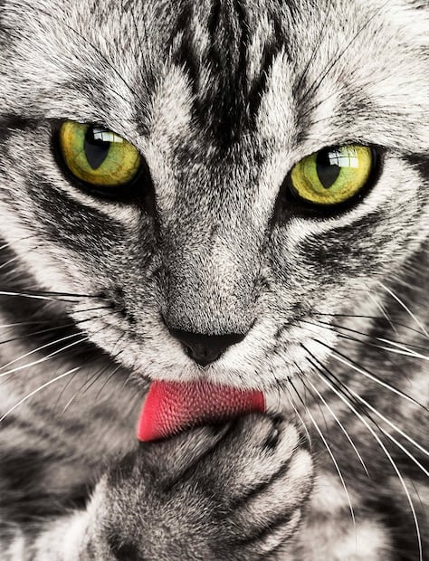 Alimentos para gatos. Fuente: Pixabay