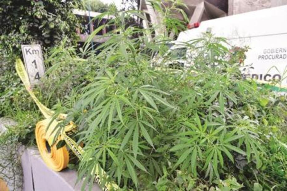 El Foco. El chat censurado entre Cabeza de Vaca y Sergio Mayer