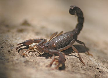Temporada de alacranes: ¿Cómo evitar que entren a tu hogar?