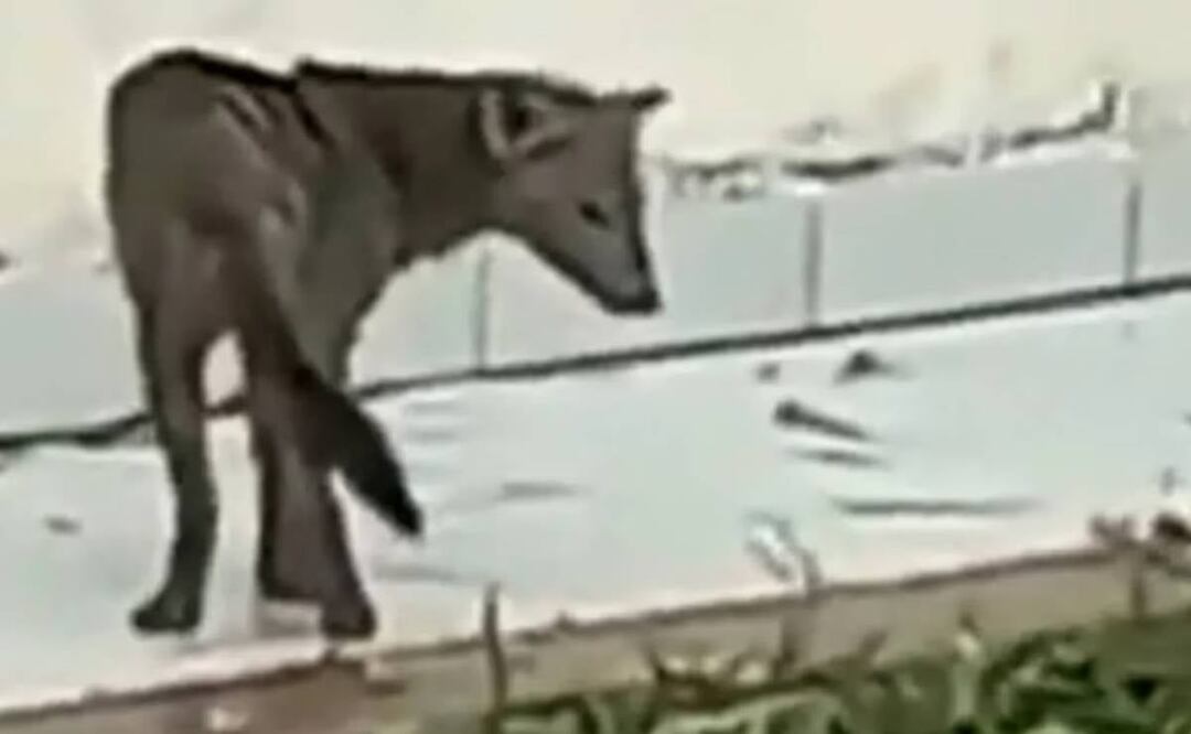 El perro fantasma debe su nombre a que es esquivo a las zonas urbanas y a los humanos y se mantiene en su hábitat natural selvática. Foto: captura de pantalla