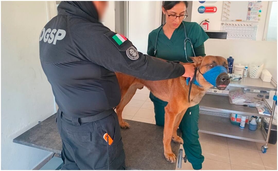 “Myozsi”, el agente canino en Guanajuato fue sometido a una intervención quirúrgica de hernia umbilical (21/01/2025). Foto: X (@elpipila_mx)