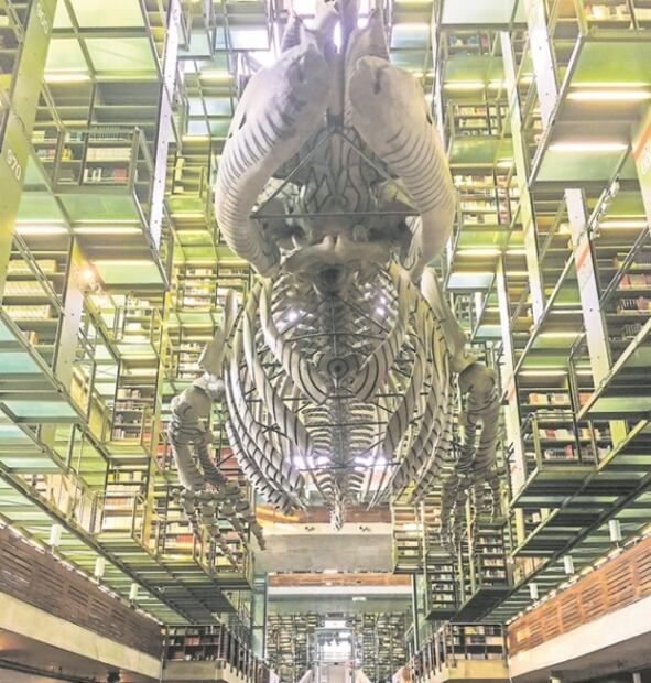 El Foco. Si AMLO no se equivoca, qué chafas son los economistas