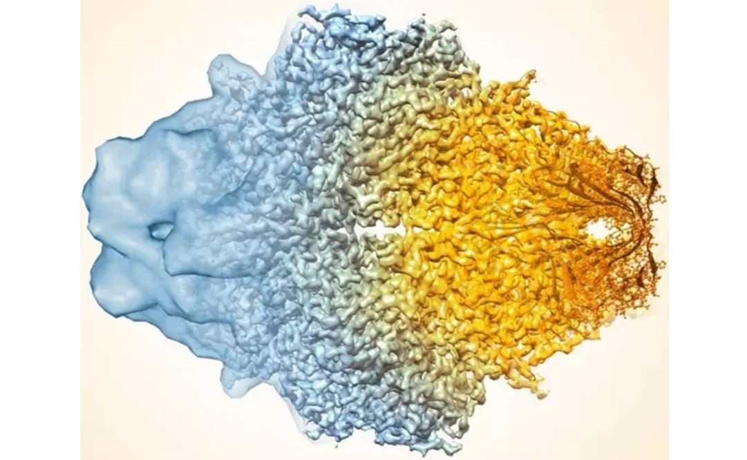 Foto: Veronica Falconieri / National Cancer Institute