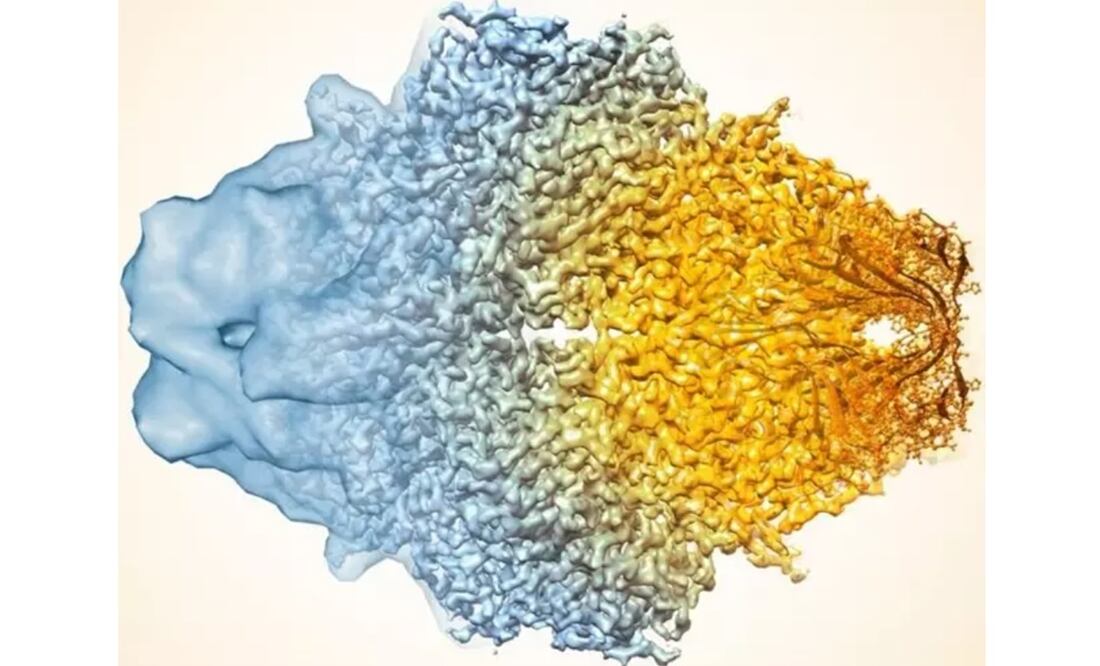 Foto: Veronica Falconieri / National Cancer Institute