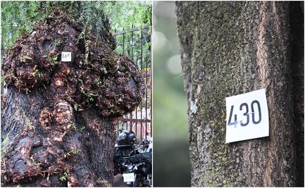Tlalpan arranca censo de árboles para detectar problemas de sanidad forestal