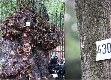 Tlalpan arranca censo de árboles para detectar problemas de sanidad forestal