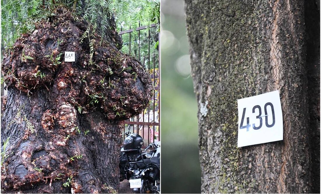 Censo de árboles en Tlalpan. Foto: Especial