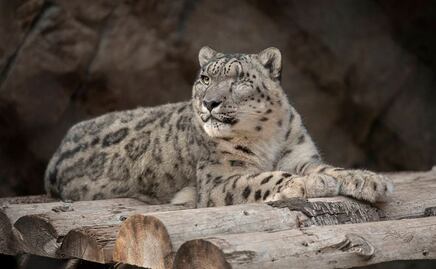 Mueren tres leopardos de las nieves en zoológico de Nebraska por Covid-19