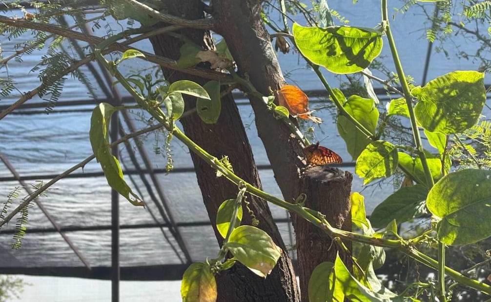 Abren jardín de polinizadores en Ecatepec; mariposario promueve conservación y recreación familiar.
Foto: Especial.