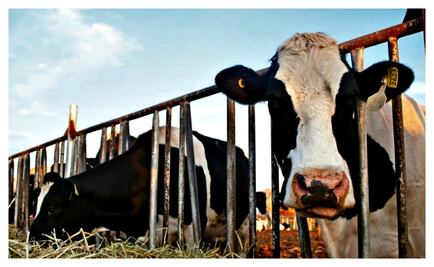 Baja California también produce queso y está bien rico