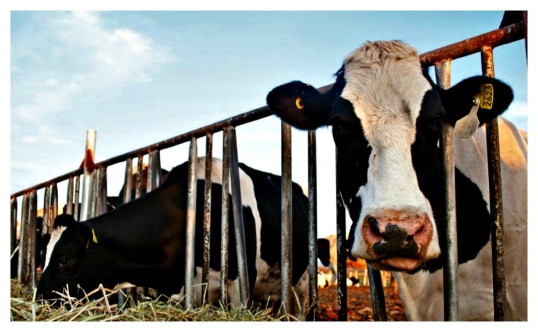 foto: Raquel del Castillo