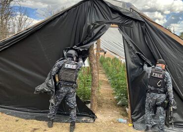 Desmantelan bodega y narcoinvernadero en Zacatecas; hallan 122 motores y más de 2 mil plantas de marihuana