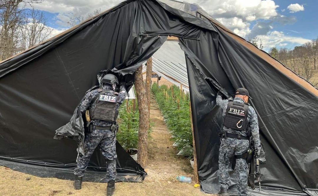 En el narcoinvernadero hallado en Zacatecas, se hallaron más de dos mil plantas de marihuana que ya tenían la altura suficiente para ser cosechada (20/06/2025). Foto: Especial