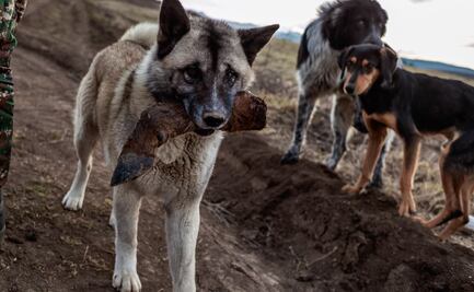 Los primeros humanos que llegaron a América venían acompañados de perros