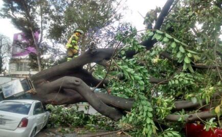 Derriba viento 160 árboles en la Ciudad de México