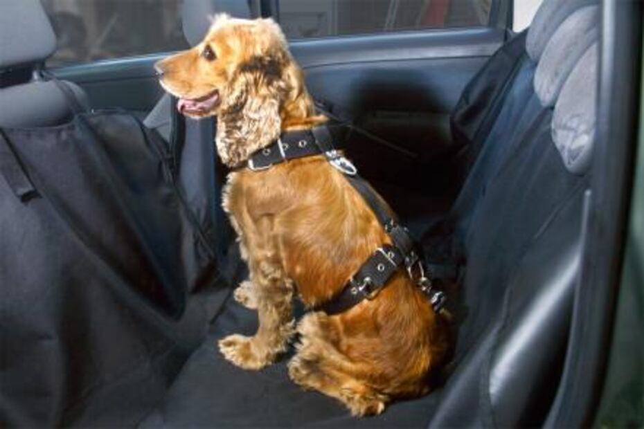 ¿Cómo llevar a tu mascota segura en tu auto?