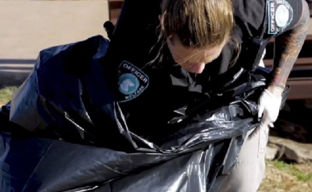 La policía encontró el primer lomito ahogado el 19 de enero. En total, suman cuatro. FOTO: Captura de pantalla