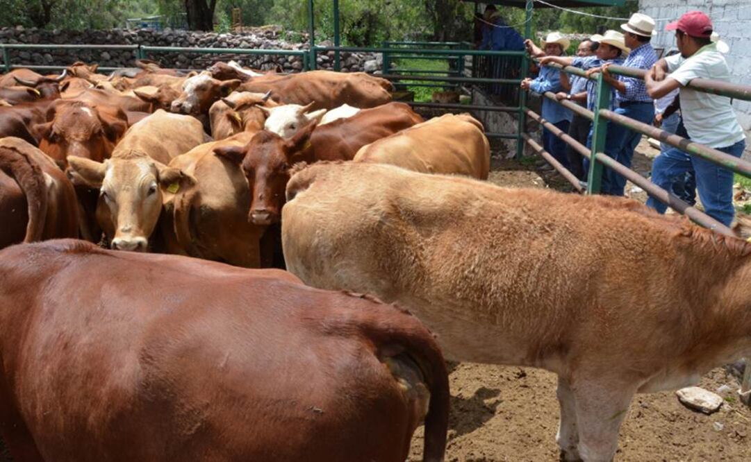 Proponen ganaderos represalias a carne y lácteos de EU
