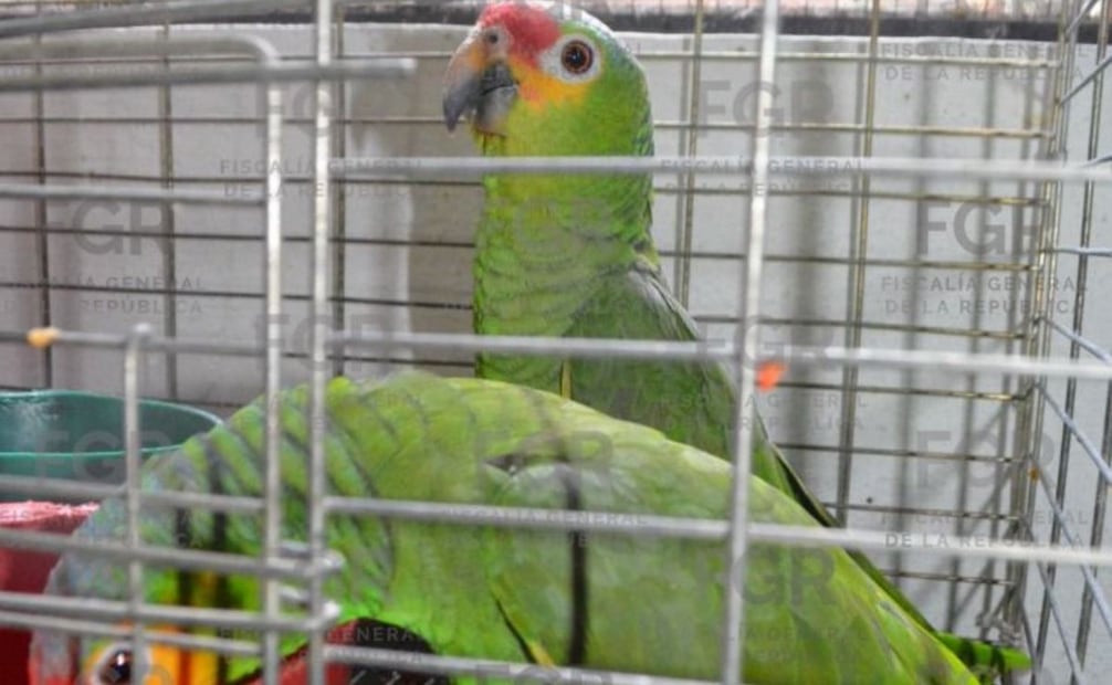 Algunas aves aseguradas a dos personas detenidas en Yecapixtla, Morelos. Foto: Especial