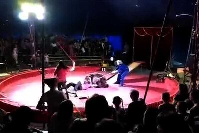 Oso ataca a empleado de circo en Rusia