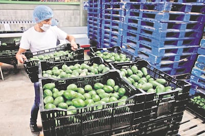 Seguirá aumentando el precio del aguacate, prevé Profeco