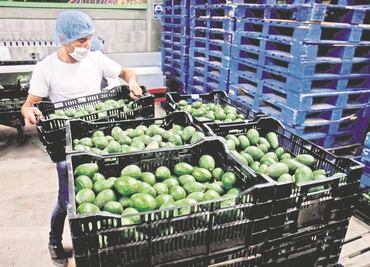 Seguirá aumentando el precio del aguacate, prevé Profeco