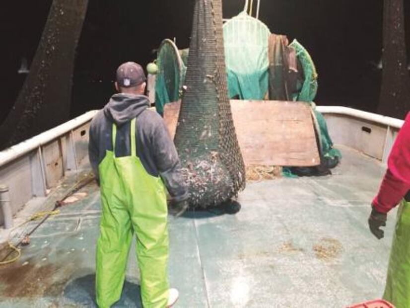 Rescate de vaquita marina llegó tarde: expertos