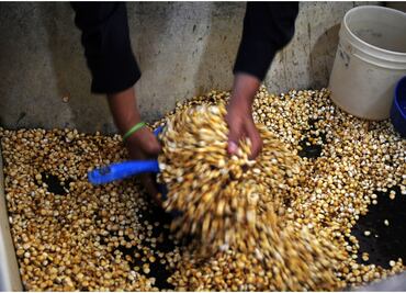 Juez definirá suspensión definitiva a restricciones a glifosato y maíz transgénico: CNA