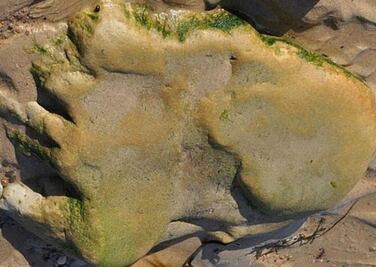 Encuentran huellas de dinosaurios en Escocia