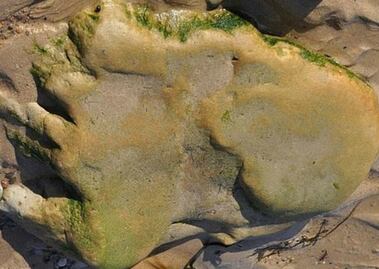 Encuentran huellas de dinosaurios en Escocia