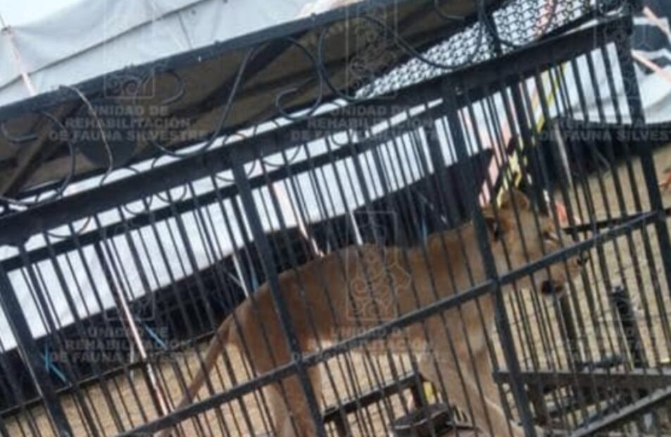 Extraen ¡más de 2 kilos de basura! de estómago de leona rescatada en Huejutla, Hidalgo