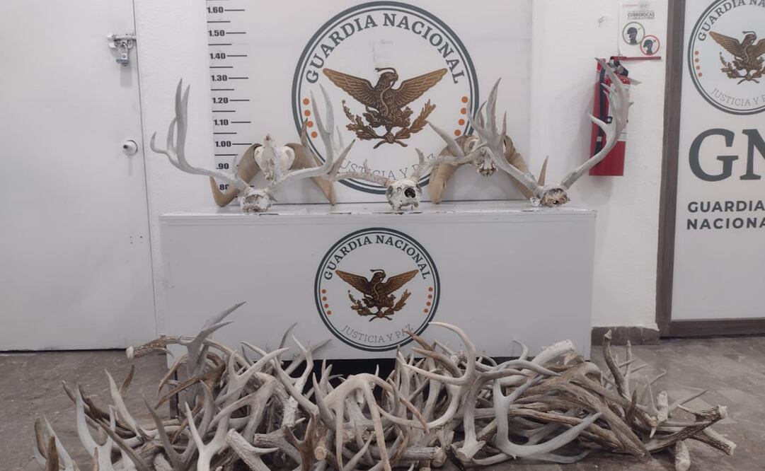 Foto: Guardia Nacional