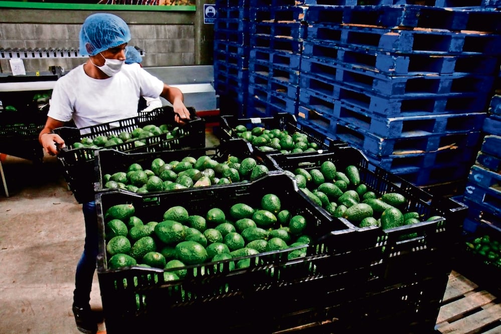 Tras el acuerdo con autoridades mexicanas se reanudará la exportación de aguacate de Michoacán a Estados Unidos. Archivo El Universal