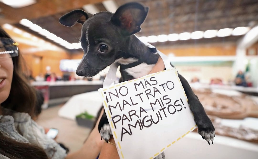 En días recientes se aprobó por los regidores del ayuntamiento de Ciudad Juárez un
reglamento con el cual se busca crear conciencia sobre el maltrato animal. Foto: Especial