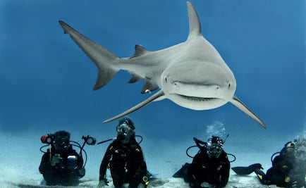 Ahí viene el tiburón