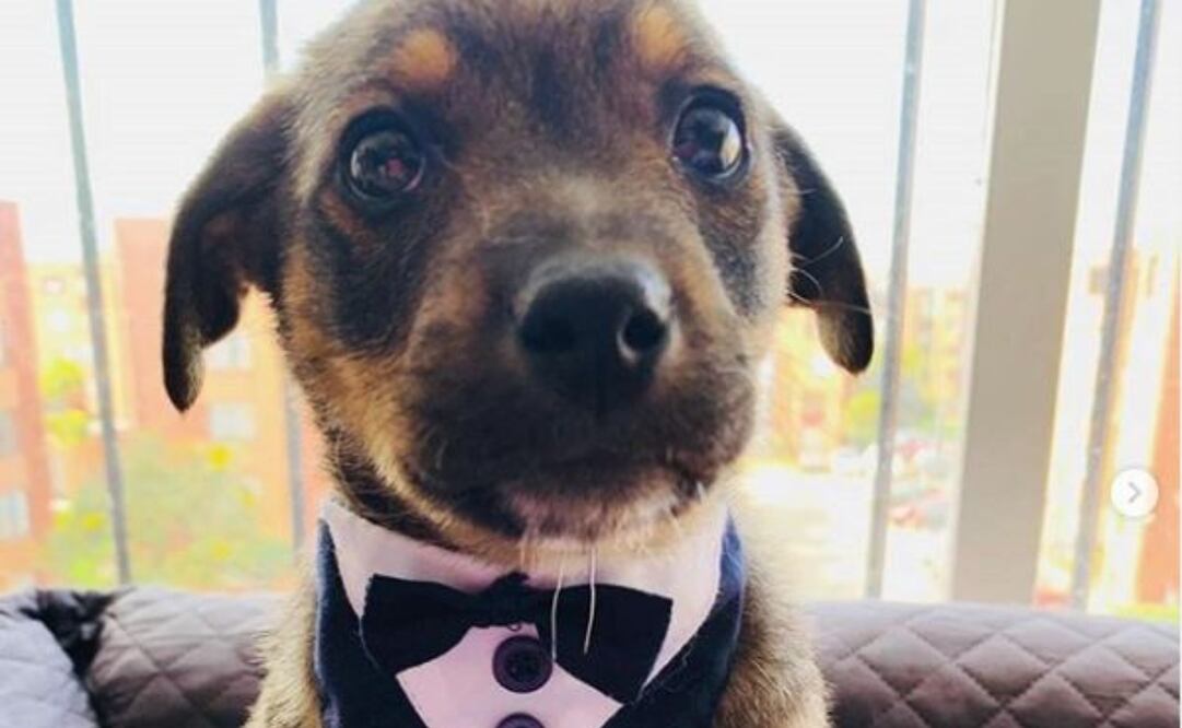 El perrito ya está con su familia adoptiva.