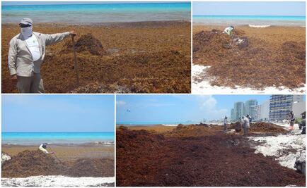 Pesticidas en EU, posible causa de sargazo en playas de Cancún