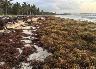 La maldición del sargazo
