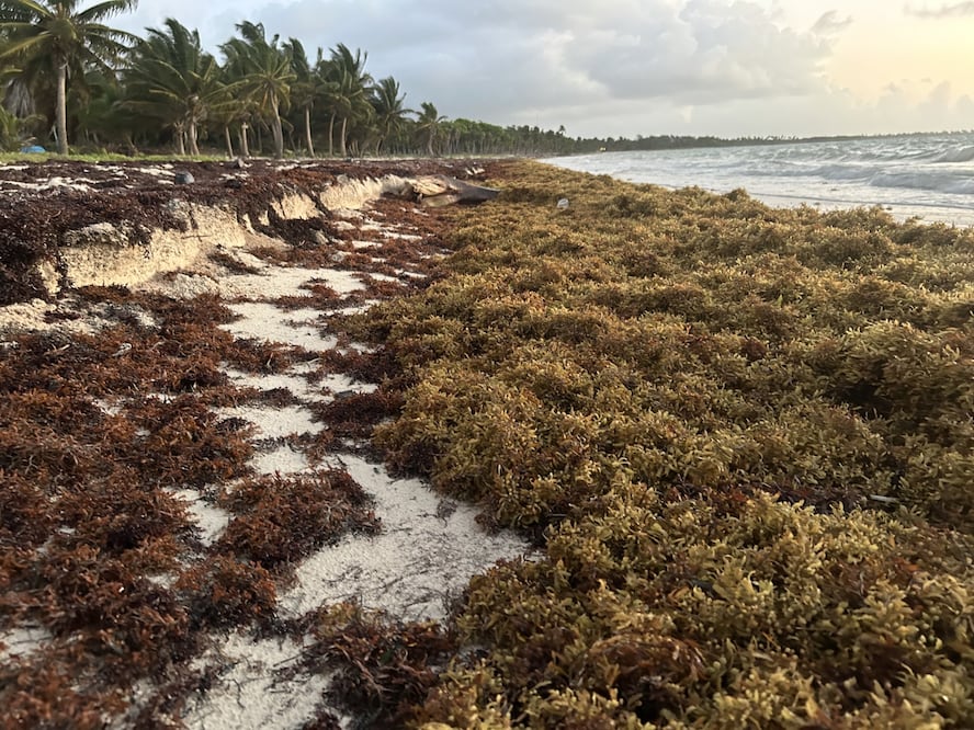 Punta Allen, Reserva de la BioSfera de Sian Ka'an, mayo 2025. (Foto Omar Vidal)