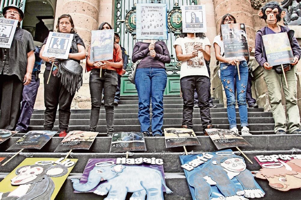 Por el deceso de Bantú y otros grandes animales en el zoológico de Chapultepec activistas se manifestaron frente a la Asamblea en varias ocasiones (ARCHIVO EL UNIVERSAL)
