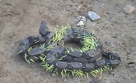 Video. Boa paga doloroso precio por atacar a un puerco espín